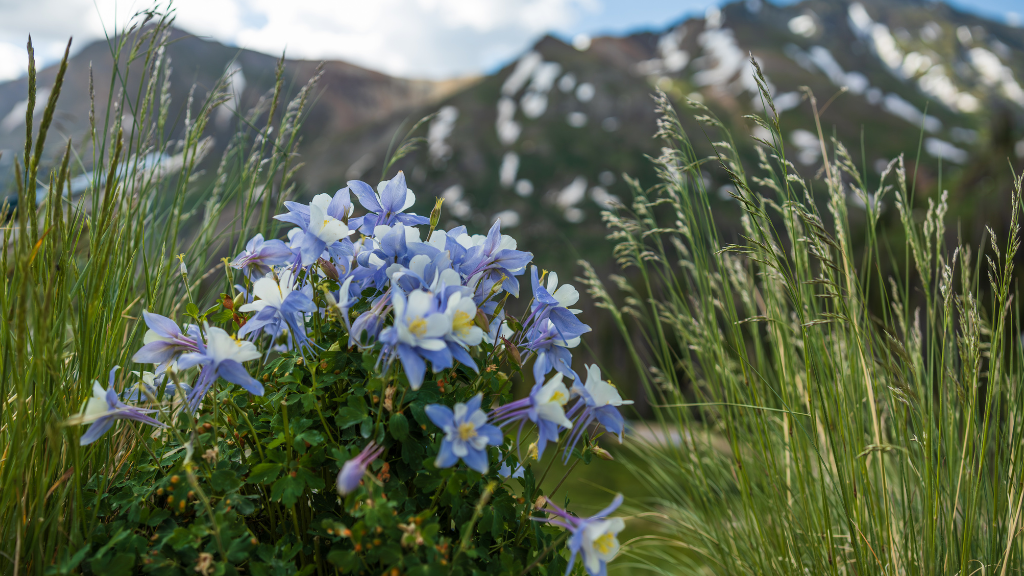 Spring Awakening in Ouray: Waterfalls, Wildflowers & a Stay at the Beaumont Hotel